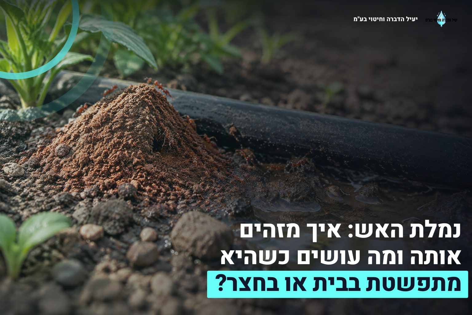 נמלת האש